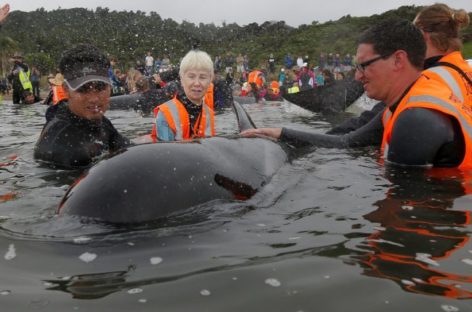 Hundreds of whales in second New Zealand stranding able to swim free