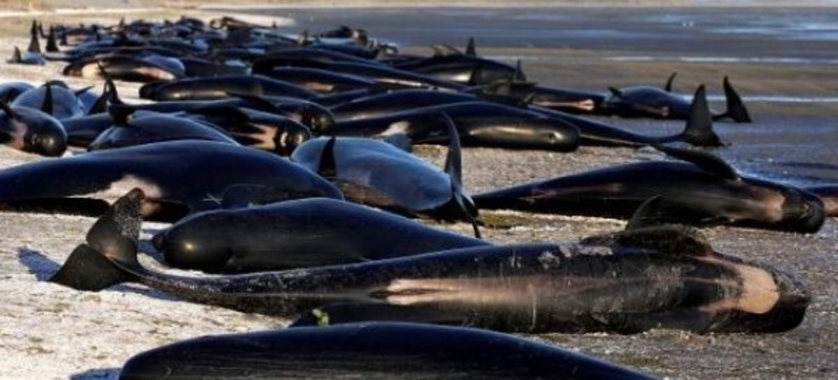 Beached Whale Situation Gets Worse With Hundreds More Stranded Ashore