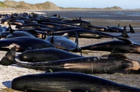 Beached Whale Situation Gets Worse With Hundreds More Stranded Ashore