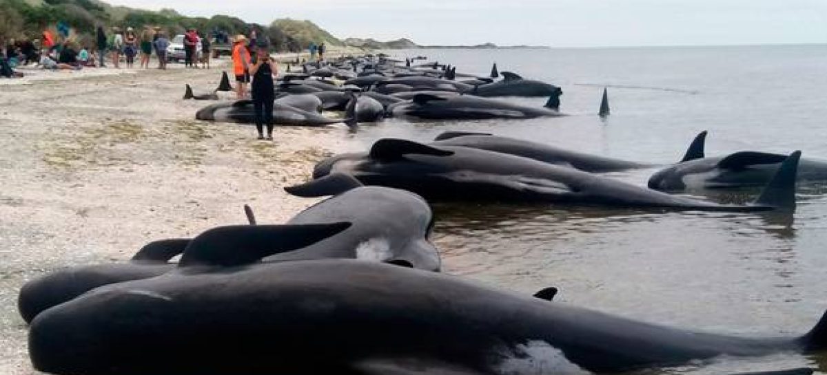 Volunteers save around 100 of 400 beached whales in New Zealand