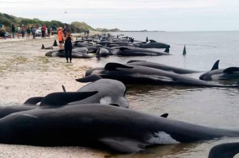 Volunteers save around 100 of 400 beached whales in New Zealand