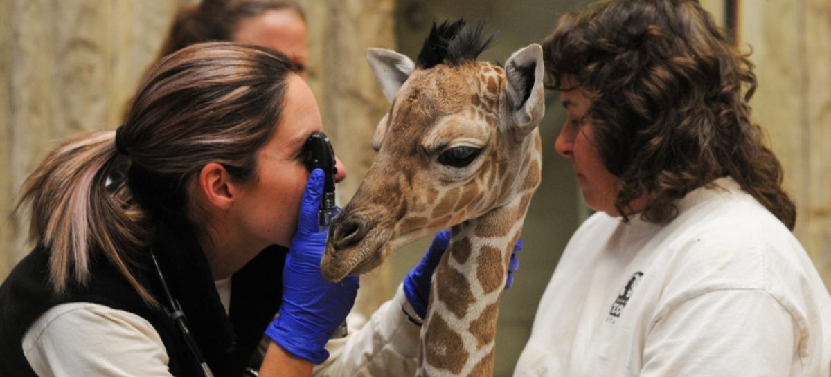 Denver Zoo quietly welcomes newborn giraffe