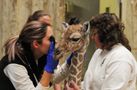 Denver Zoo quietly welcomes newborn giraffe