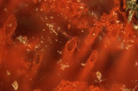 Fossils Point to Life on Earth 4 Billion Years Ago