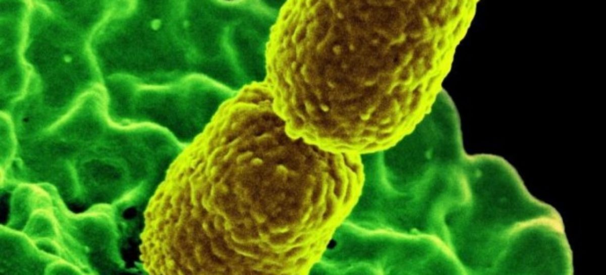 World Health Organization lists deadly bacteria in bid to push antibiotics R&D