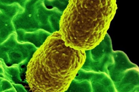 World Health Organization lists deadly bacteria in bid to push antibiotics R&D