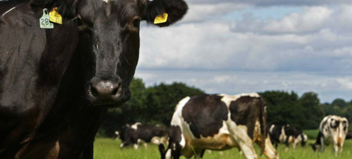 President Trump Blasts Canadian Dairy Farmers, Again