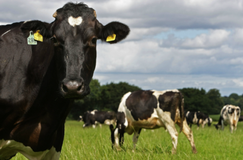 President Trump Blasts Canadian Dairy Farmers, Again