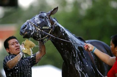 Final Track Visit for Always Dreaming; Gunnevera Strong