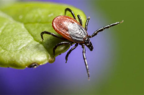 Verify: Is it going to be an especially bad summer for ticks?