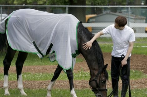 Japanese horse Epicharis scratched from Belmont Stakes