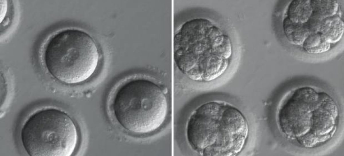 Scientists first managed to modify the genes of a human embryo