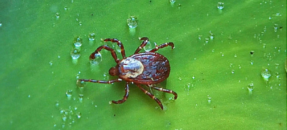 Bug bites becoming growing health concern — CDC